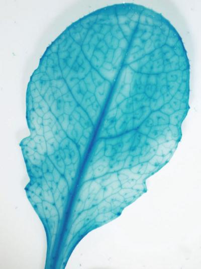 <i>Arabidopsis</i> leaf