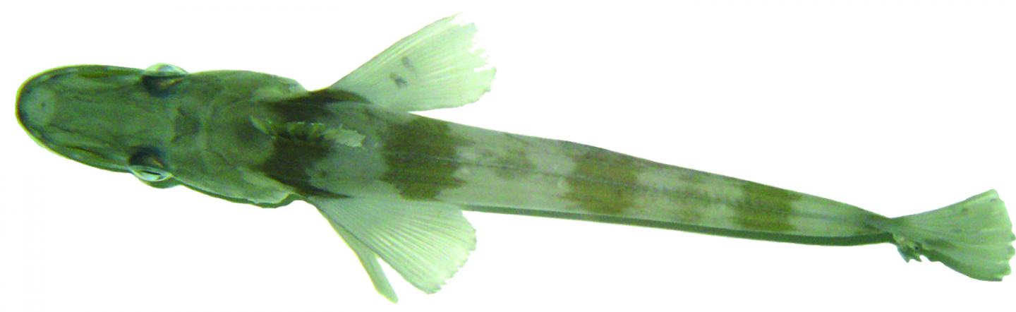 Antarctic Blackfin Icefish