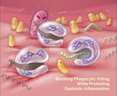The Bad Guys of Gum Disease