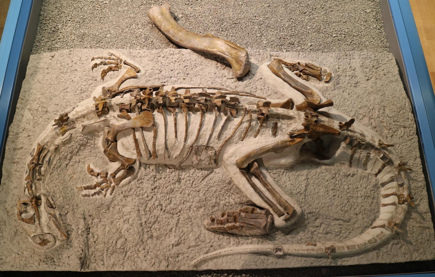 Mounted skeleton