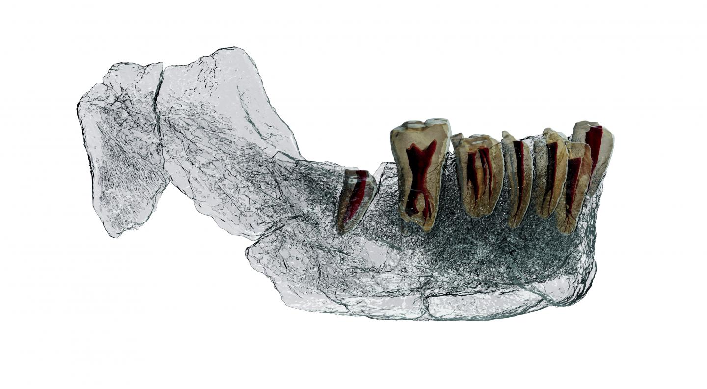 Transparent view of the mandibular body and tooth roots in the Nesher Ramla mandible