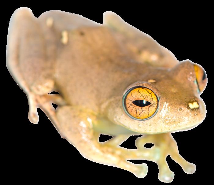 Boophis species to be named after captain Sisko