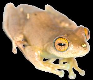 Boophis species to be named after captain Sisko