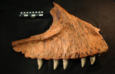 The Toothed Jawbone of Carcharodontosaurus saharicus.