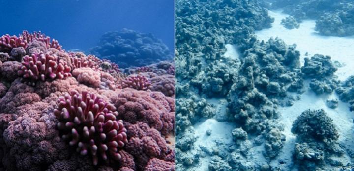 Coral Bleaching