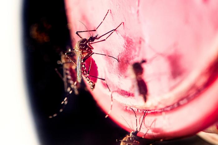 Blood-fed Ae aegypti mosquitoes