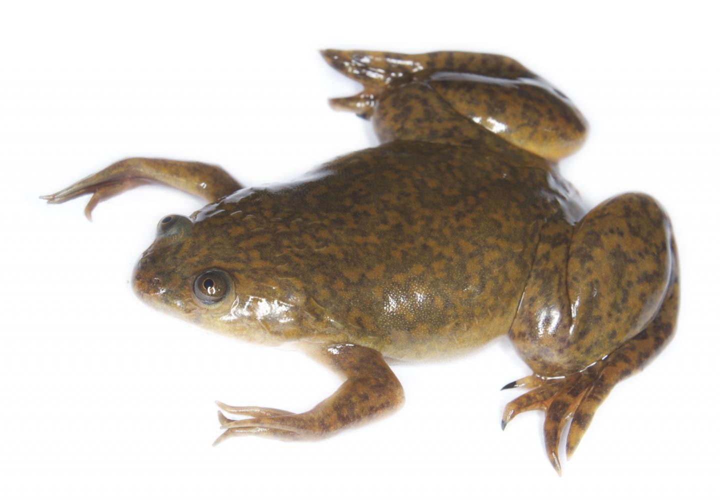 African Clawed Frog