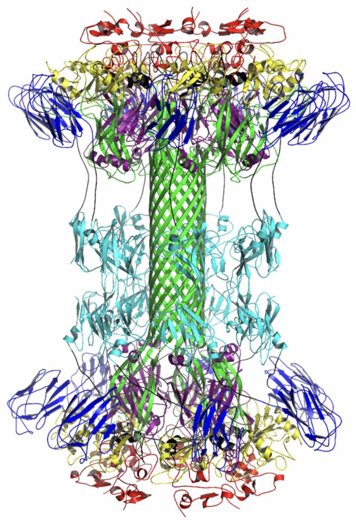 Binary C. Diff Toxin