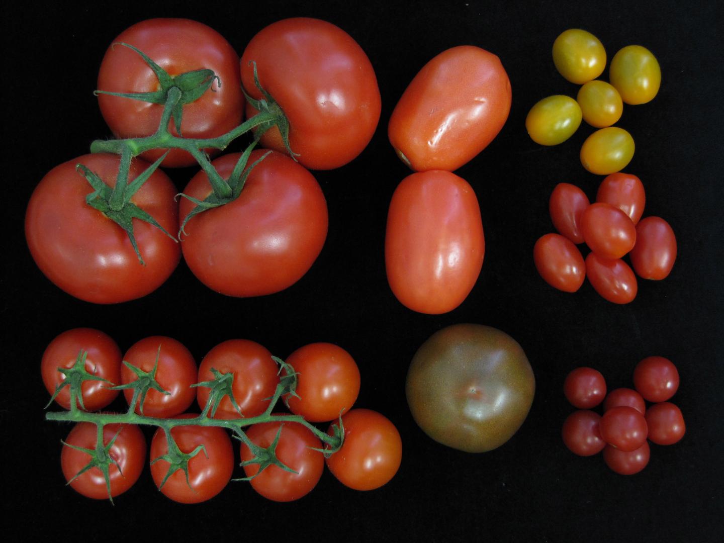 An Array of Genetic Mutations Lets Breeders Achieve Maximum Yields in Many Tomato Varieties