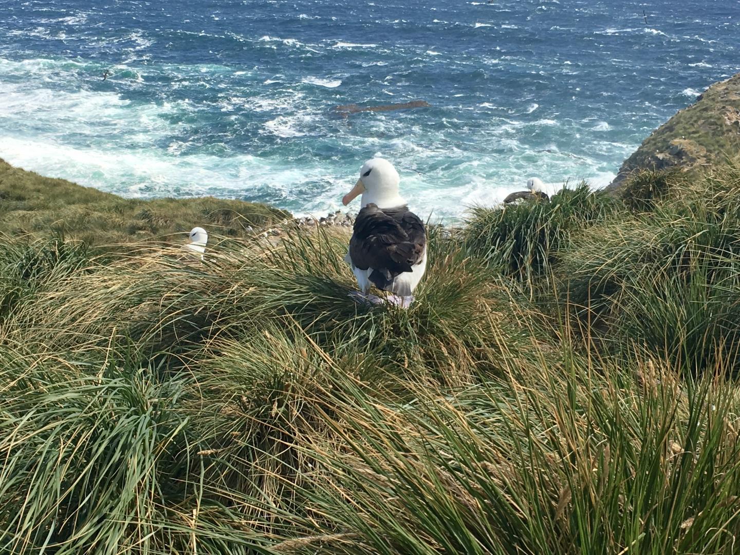 Albatross on tussac grassland