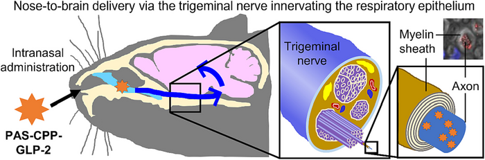 Nose-to-brain drug delivery via the trigeminal nerve innervating the respiratory epithelium