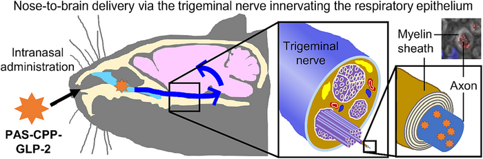 trigeminal nerve pathway