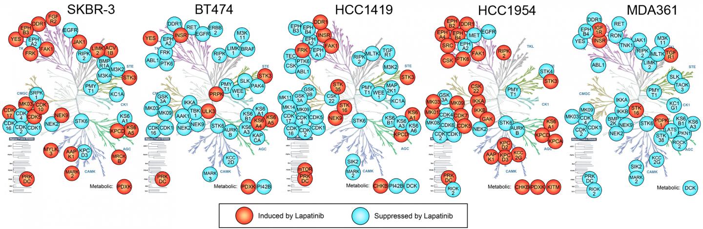 Kinase Reaction of Lapatinib