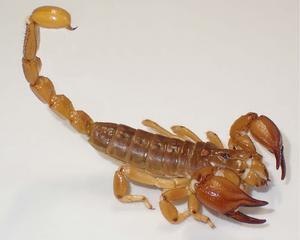 Pilbara desert scorpion