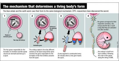 Mechanism for Form