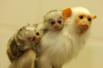 Silvery Marmoset