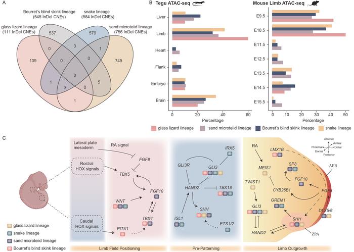 Figure 3. InDel CNEs are primarily limbless-lineage specific and participate in regulatory networks during early limb development