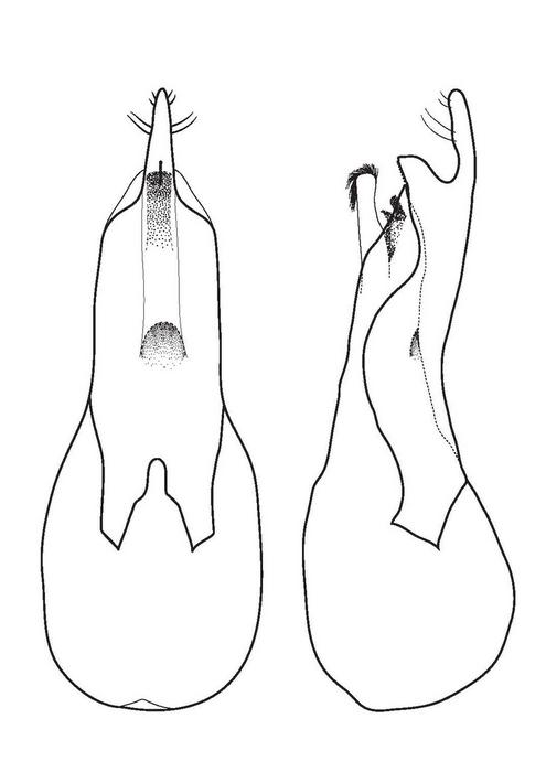 Drawing of the male genitalia of Loncovilius carlsbergi