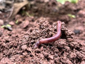 Pesticides to help protect seeds can adversel - Vimarsana News
