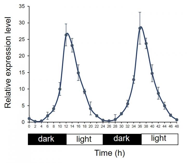 Diurnal Rhythmic Expression of OsMGT3 in Leaf Blade