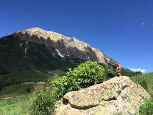 Yellow-bellied marmot in Sierra Nevada landscape