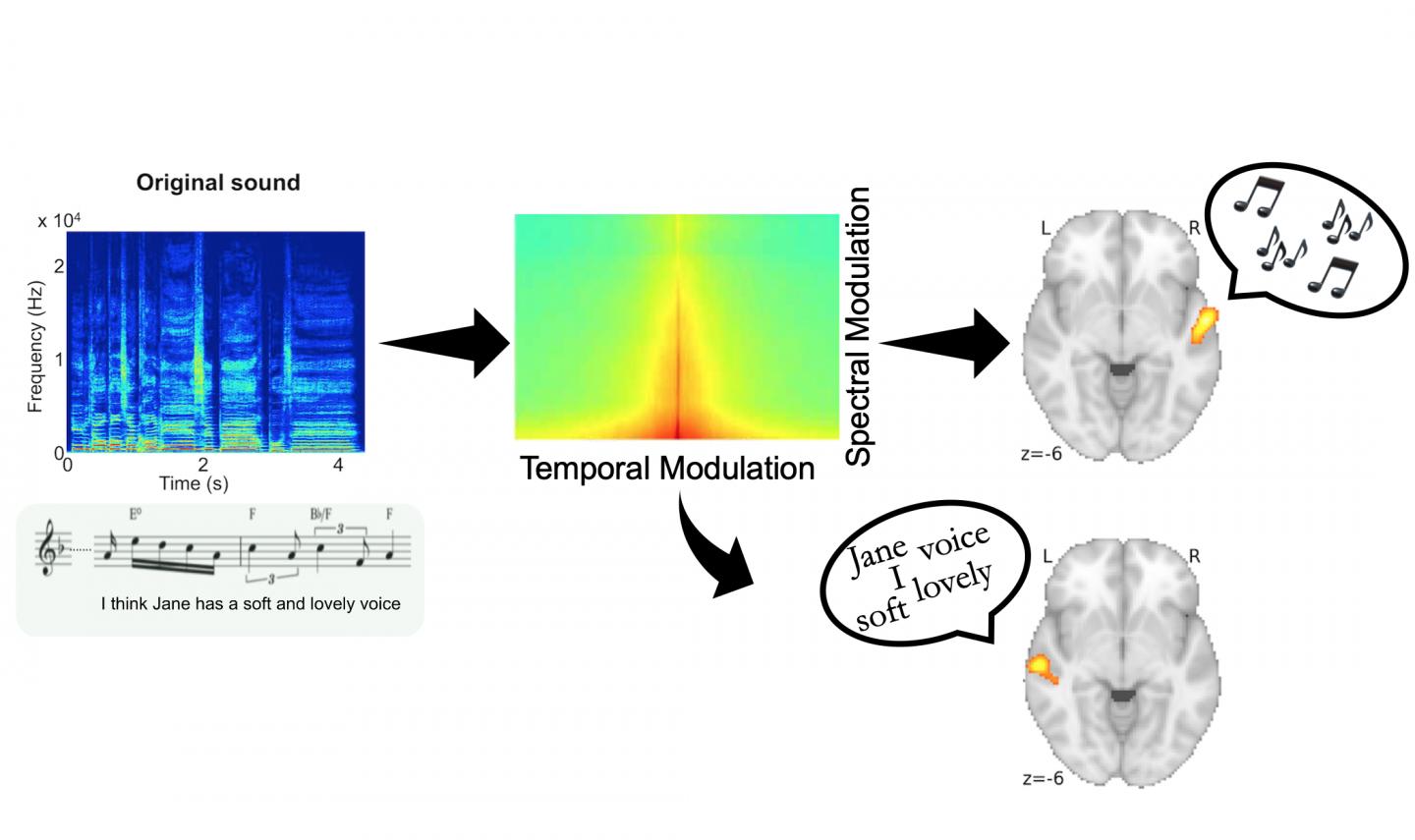 Speech and Music Specialization