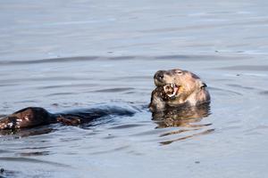 Otter eating prey