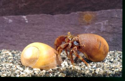 Hermit Crab