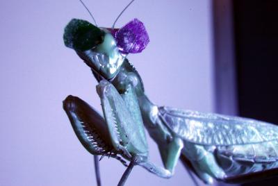 Praying Mantis Wearing Tiny 3D Glasses