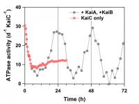 KaiC ATPase Activity-Time Profile