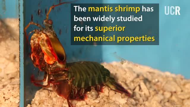 Twisting Cracks = Super Strength for Mantis Shrimp