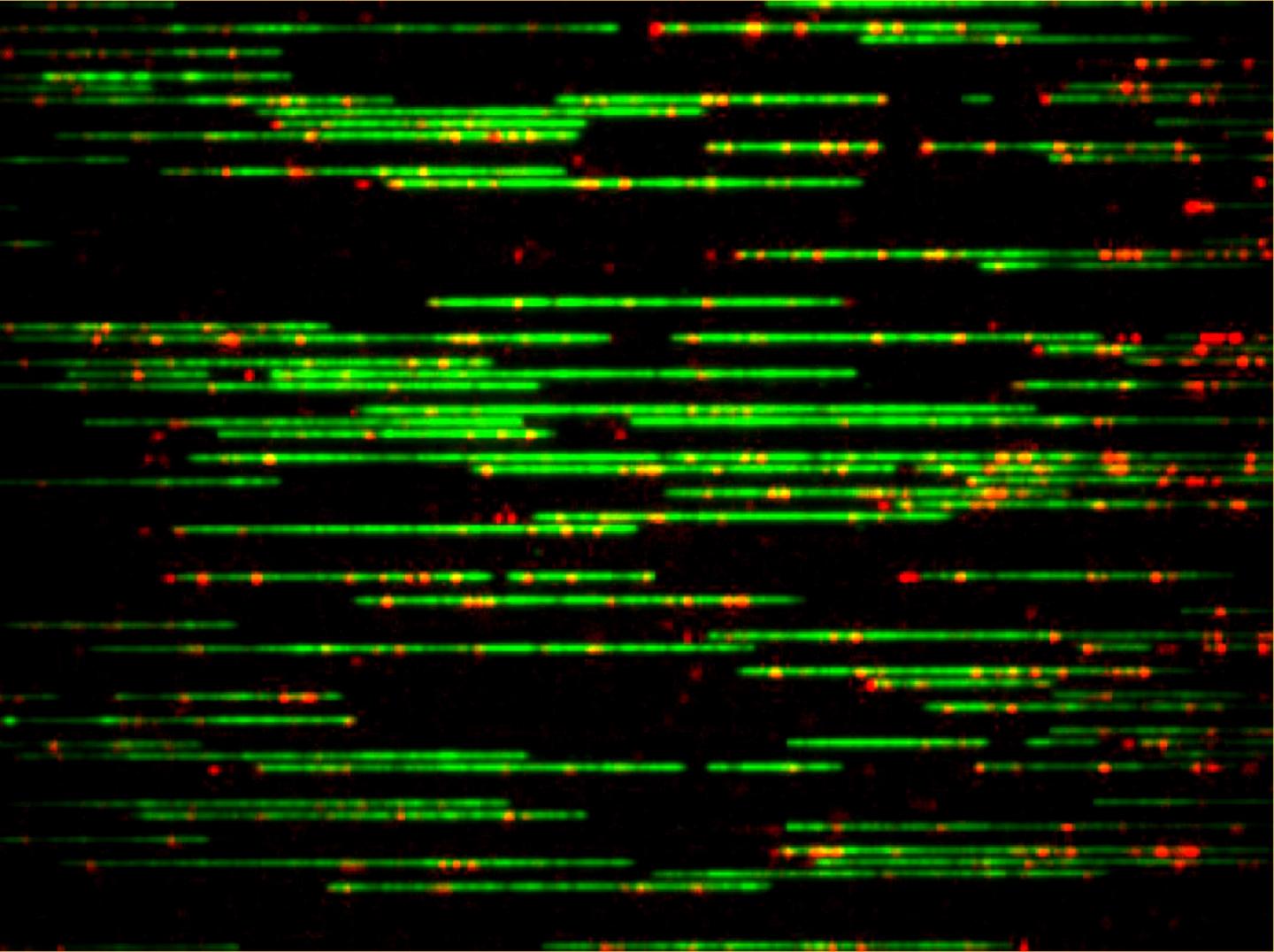 Barcode-labeled Genomic DNA