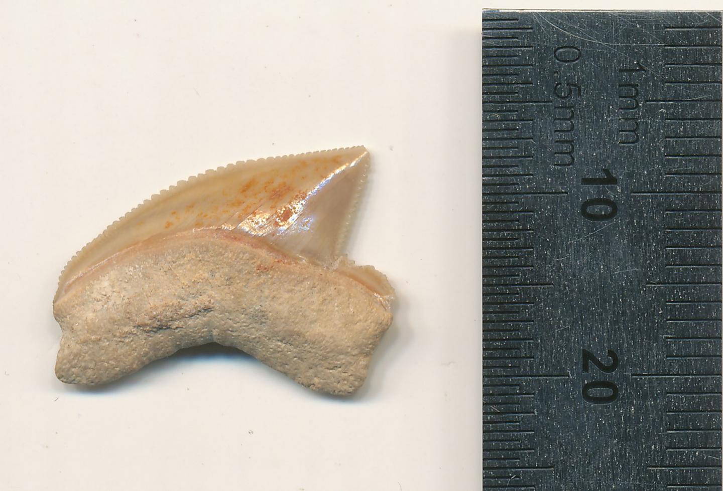 Fossilised shark tooth