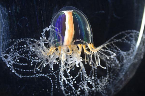 Jellyfish's Superpowers Gained Through Cellular Mechanism
