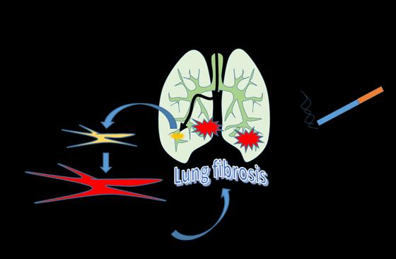 Effect of Vaping on Lung Fibrosis