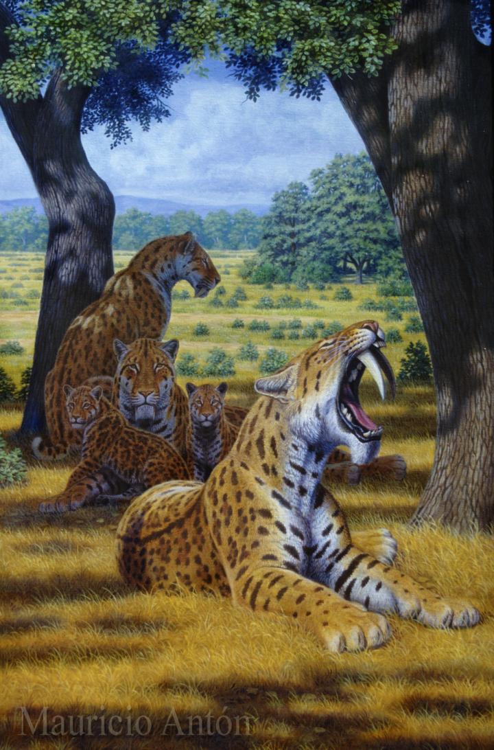 <I>Smilodon</I> Family