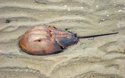 Horseshoe Crab