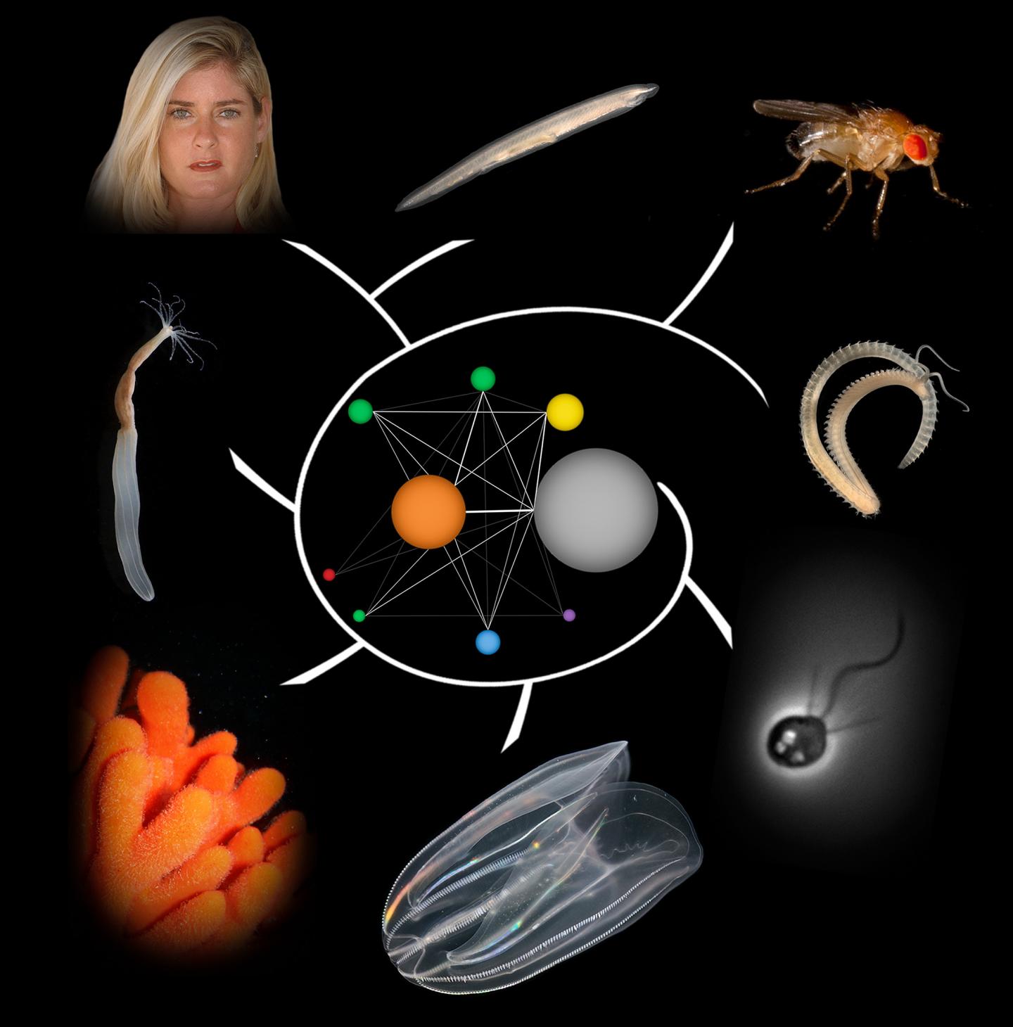 Evolutionary Trajectory of the KLF/SP Gene Family