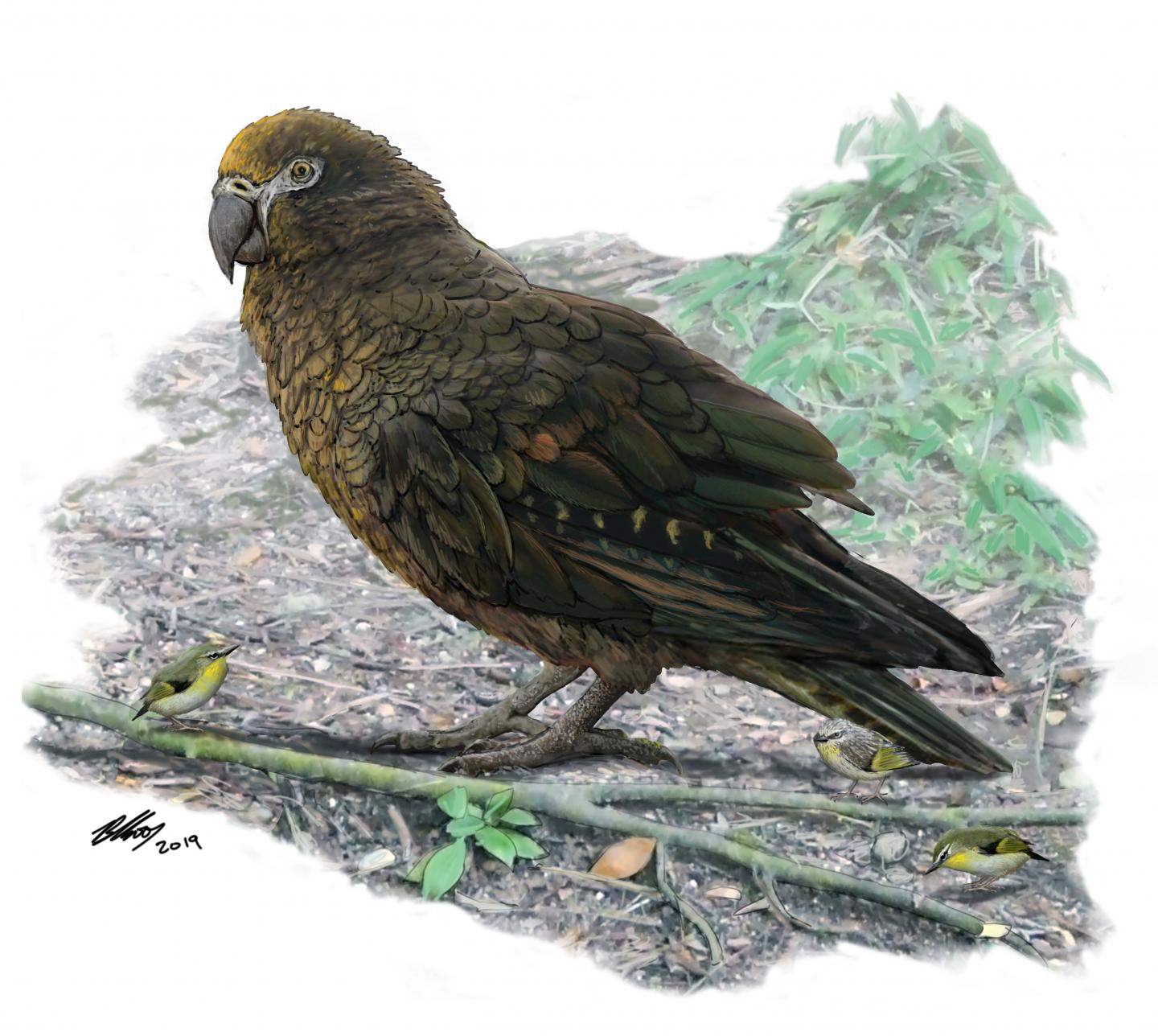 Reconstruction of the Giant Parrot 'Heracles Inexpectatus'
