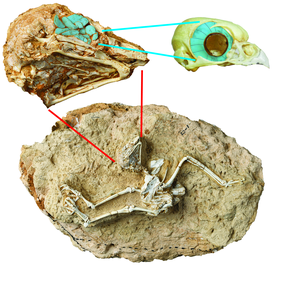 Fossil skeleton of the daytime active owl Miosurnia diurna from China with an expanded view of the skull