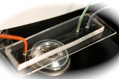 Microchannel Used to Creat Patches of DMSP