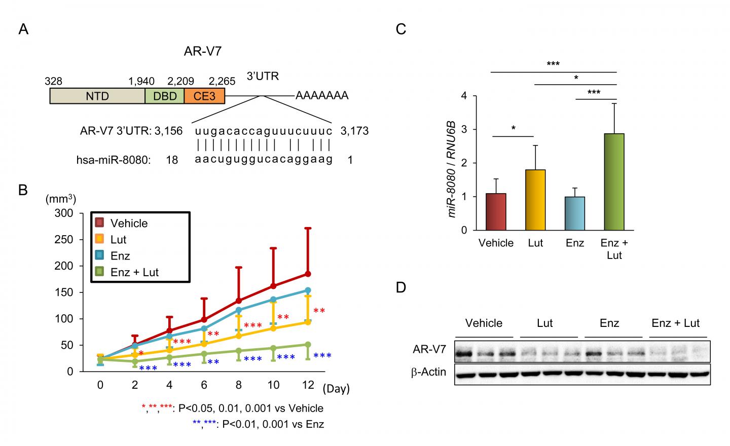 MiR-8080 Recruited by Luteolin Enhances the Chemotherapeutic Effect of Enzalutamide in 22Rv1 CRPC