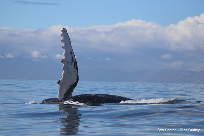 Humpback whale