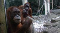 Orangutan Genomes Decoded