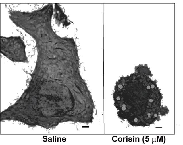 Corisin's effect on lung cells