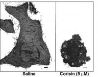 Corisin's effect on lung cells