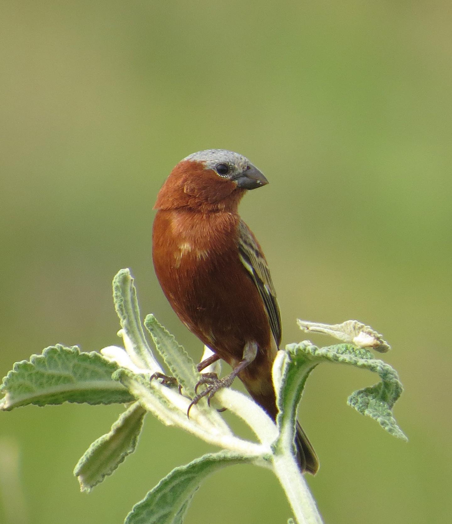 Despite Lack of Genetic Diversity, Why Do Finches Differ in Color? (4 of 18)