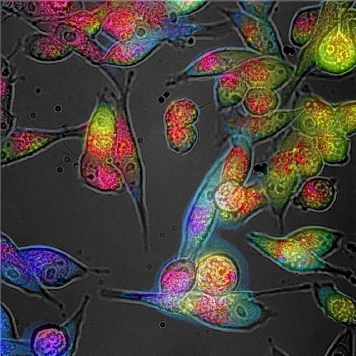 Colored Cell Cultures