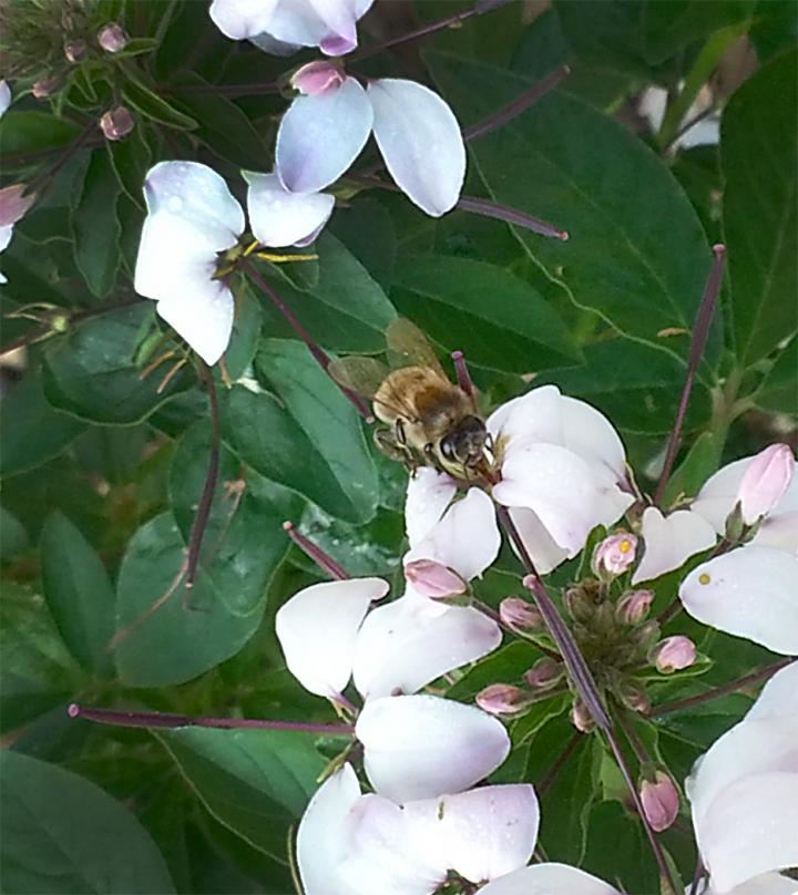 Honey Bee Nectar Forager