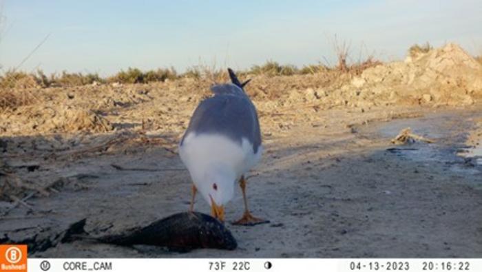 Yellow-legged gull (Larus michahellis)